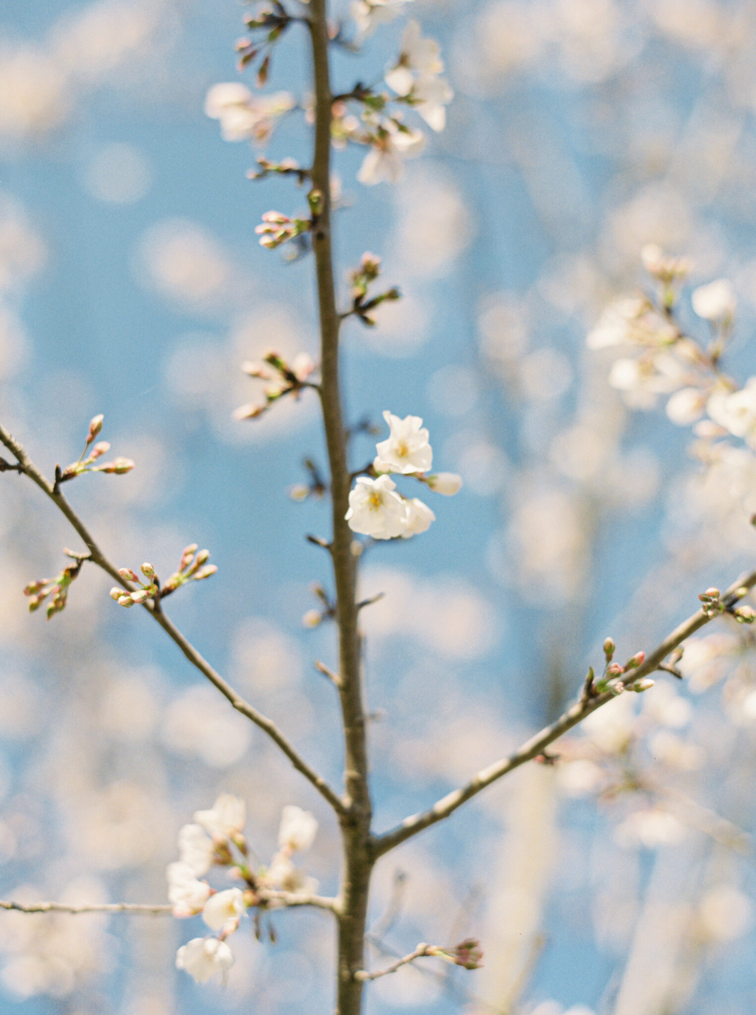 Spring Lock Screen Loading... - katehunter.co